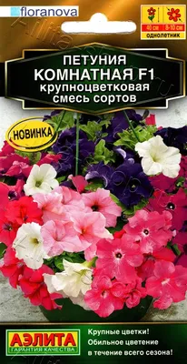 Петуния: посадка, уход и советы по выращиванию