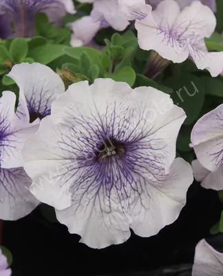 Петуния кустовая крупноцветковая Petunia grandiflora Dreams RED (B)