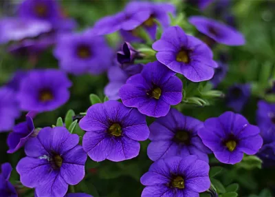 S60146 Петуния кустовая Grandiflora Limbo GP Silver Blue 10шт. - купить в  Москве в интернет-магазине