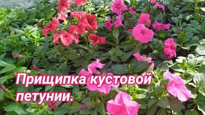 ✿✿✿ Выращивание петунии от семян до рассады ✿✿✿