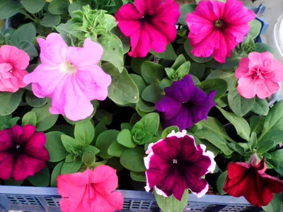 Petunia - Петуния кустовая Синяя - купить семена на Tropics Seeds.
