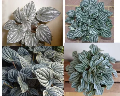 Peperomia Rosso - Пеперомия Россо, небольшое кустовидное растение, в высоту  достигающее 25 см. Листья плотно прижаты друг к другу и растут… | Instagram