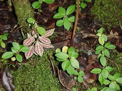 Peperomia Rosso - Пеперомия Россо, небольшое кустовидное растение, в высоту  достигающее 25 см. Листья плотно прижаты друг к другу и растут… | Instagram