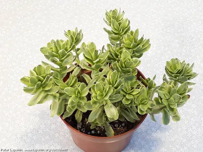 Декоративное, лиственное растение пеперомия (peperomia)