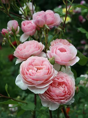 Кустовые розы на даче фото фотографии