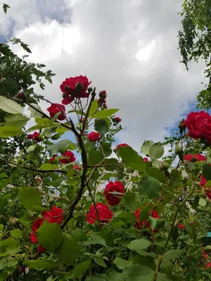 Букет из кустовых роз «Розы в саду» - интернет-магазин «Funburg.ru»