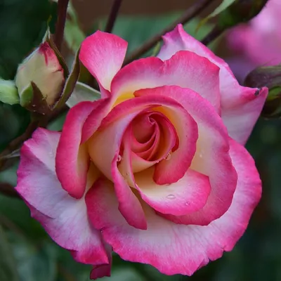 Розовые розы . Pink roses | Plants, Rose, Flowers