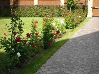 Красивые кустовые розы в летнем саду, цветущие цветы в хартфордшире,  англия, в летней посадке и садоводстве | Премиум Фото