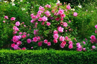 Розы-шрабы или кустовые розы. Стоит ли от них отказываться начинающим  розоводам | Розовый сибирский сад | Дзен