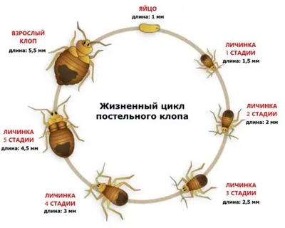 Фото постельных клопов крупным планом