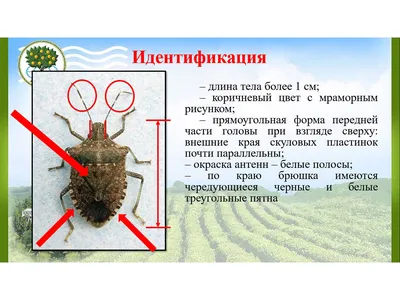 Как избавиться от клопов в доме и в квартире: методы и советы