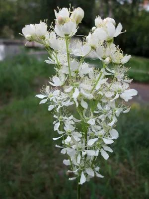 Лабазник обыкновенный Plena, белый, С 2, 40 см
