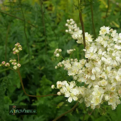 Лабазник обыкновенный (Filipendula vulgaris)