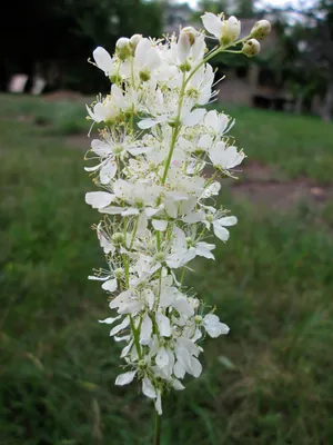 Вертикордия — Лабазник обыкновенный (Filipendula vulgaris)