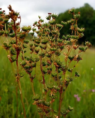 Вертикордия — Лабазник обыкновенный (Filipendula vulgaris)