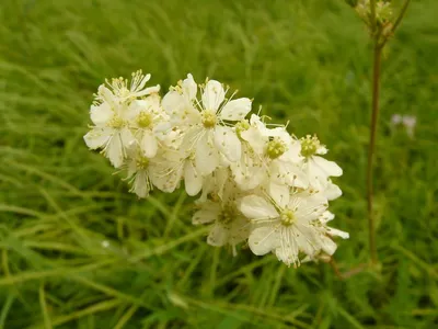Лабазник обыкновенный (Filipendula vulgaris)