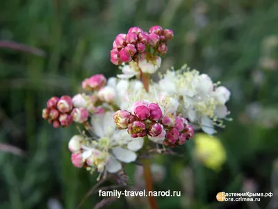 Лабазник обыкновенный (Filipendula vulgaris)