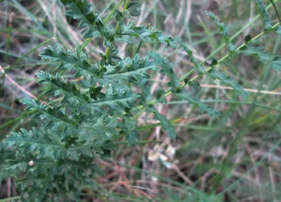 Вертикордия — Лабазник обыкновенный (Filipendula vulgaris)