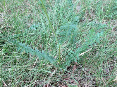 Сообщества - Лабазник обыкновенный - Лабазник - Травянистые растения для  открытого грунта - GreenInfo.ru