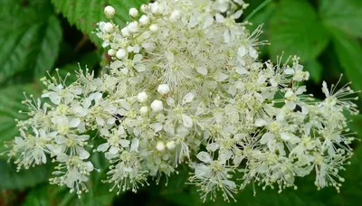 Лабазник – удивительное растение: скачивайте фото бесплатно