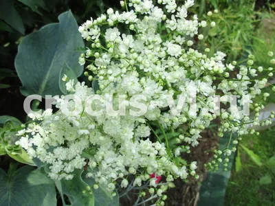 Лабазник: фото растения в форматах jpg, png и webp