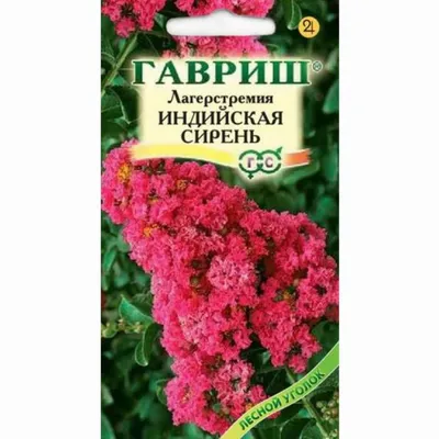 Пленительные цветы лагерстремии: картинки, которые станут вашим украшением 