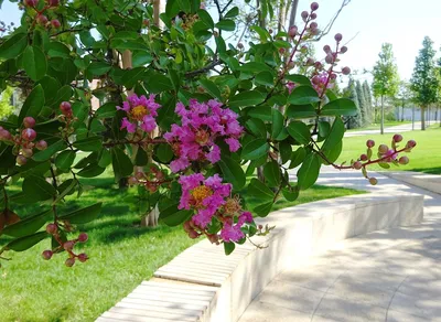 Лагерстремия – растение с удивительным цветением: фото высокого качества 