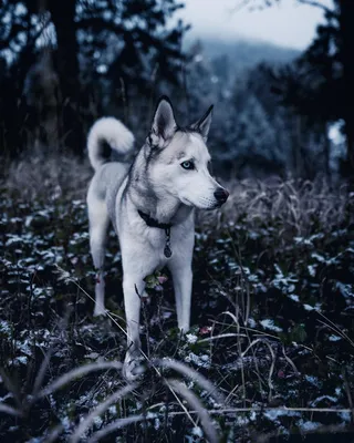 Фото Лайка на природе, фотограф Im Gonna Be Frank