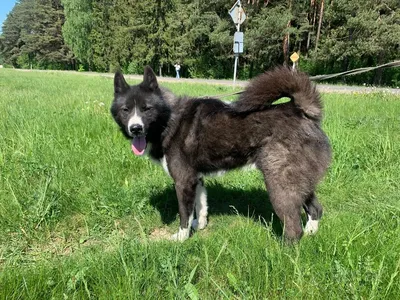 Лайка Яша в поиске дома, цена Бесплатно купить в Минске на Куфаре -  Объявление №197745160