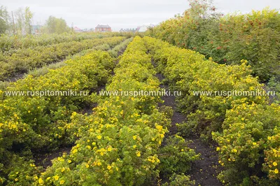 Лапчатка кустарниковая, курильский чай кустарниковый