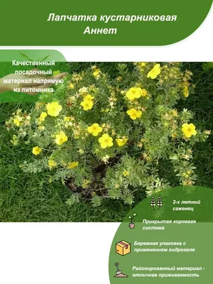 Лапчатка кустарниковая желтая (курильский чай) (саженцы) (ID#477848025),  цена: 25 ₴, купить на Prom.ua