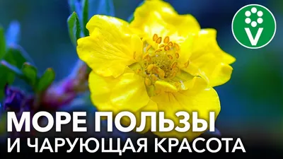 Курильский чай (Пятилисточник, Лапчатка) \"Дейдаун\" | Атлас × Растений