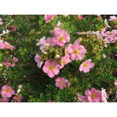 Лапчатка кустарниковая Лавли Пинк Lovely Pink. Продажа Лапчатки, лиственные  растения, продажа растений, питомник растений в Санкт-Петербурге
