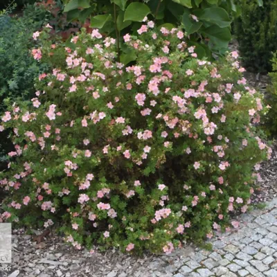 Лапчатка кустарниковая 'Lovely Pink' - купить в питомнике растений НАТАЛИС