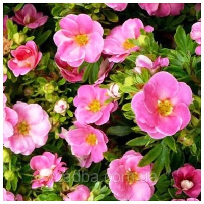 Лапчатка кустарниковая (Potentilla fruticosa) Lovely Pink • ЦВЕТЫ и КУСТЫ