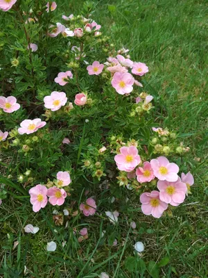 Лапчатка кустарниковая 'Lovely Pink' (Potentilla fruticosa 'Lovely Pink') -  Северная Флора