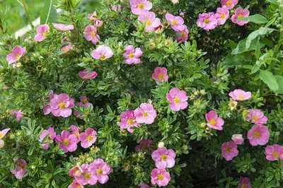 Лапчатка кустарниковая Лавли Пинк | Potentilla fruticosa Lovely Pink (C5)