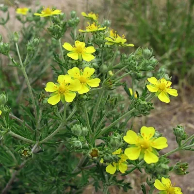 Лапчатка серебристая - Лапчатка - GardenPlants