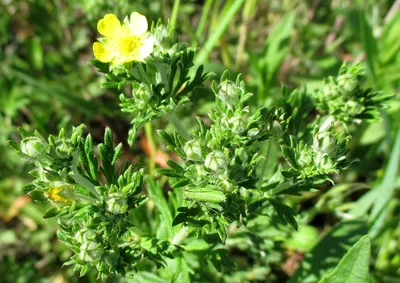 Лапчатка серебристая (Potentilla argentea)