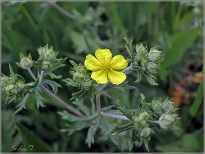 Фотокаталог растений: Лапчатка серебристая (Potentilla argentea)