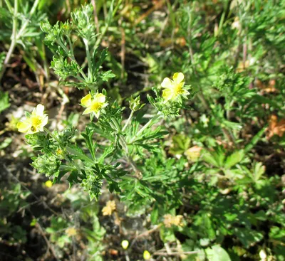 Лапчатка серебристая (Potentilla argentea)