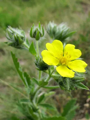 Лапчатка серебристая (Potentilla Argentea)