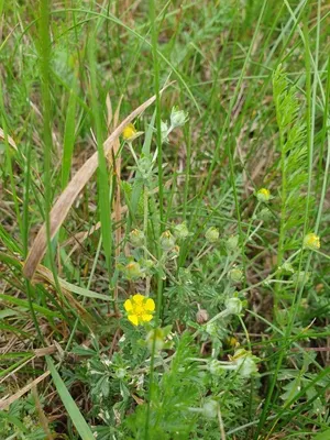 Potentilla argentea L., Лапчатка серебристая (World flora) - Pl@ntNet  identify