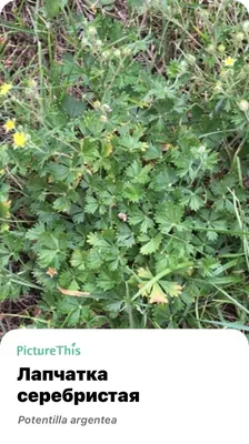 MW0390588, Potentilla argentea (Лапчатка серебристая), specimen