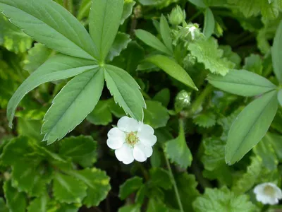 MW0560412, Potentilla argentea (Лапчатка серебристая), specimen