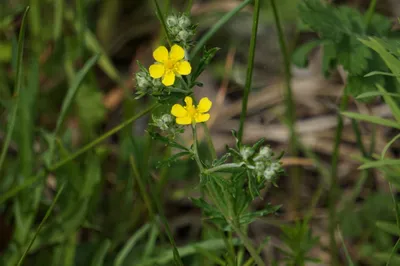 Лапчатка серебристая (Potentilla argentea)