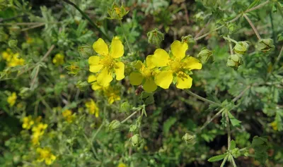 Лапчатка серебристая (Potentilla argentea L.)