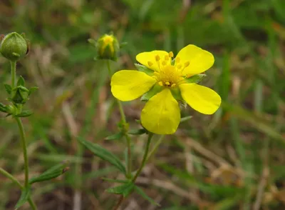 Лапчатка серебристая (Potentilla argentea)