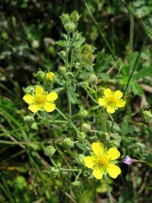 Лапчатка серебристая (Potentilla argentea L.)