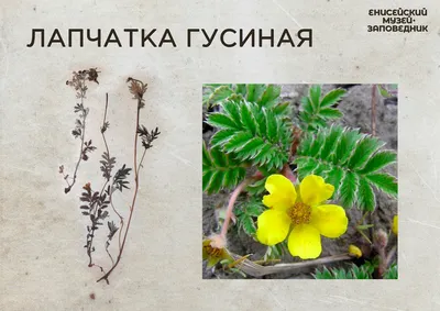 Viacheslav Eremin | Лапчатка серебристая (семейство Розовые) - Дикорастущие  цветы Москвы и ближайшего Подмосковья
